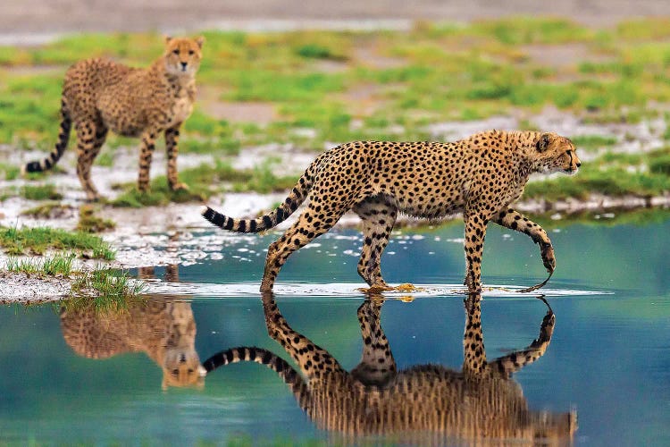 Africa. Tanzania. Cheetahs cross some water at Ndutu, Serengeti National Park.
