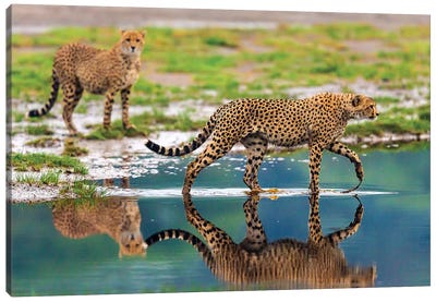 Africa. Tanzania. Cheetahs cross some water at Ndutu, Serengeti National Park. Canvas Art Print - Cheetah Art
