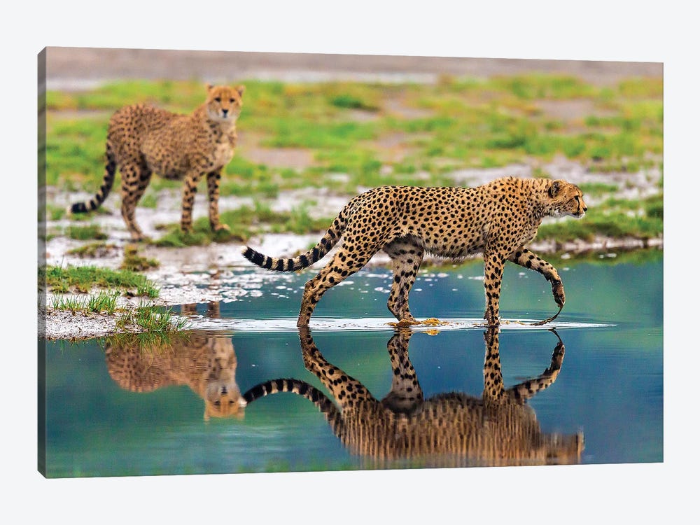 Africa. Tanzania. Cheetahs cross some water at Ndutu, Serengeti National Park. by Ralph H. Bendjebar 1-piece Canvas Art Print