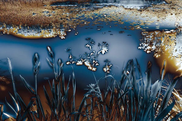 Grasses: Lentic Dream I by Roy Hoh