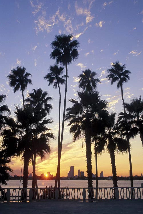 Miami Skyline With Palm Trees