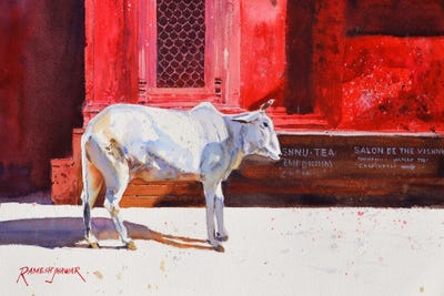 Benares Cow by Ramesh Jhawar framed canvas print