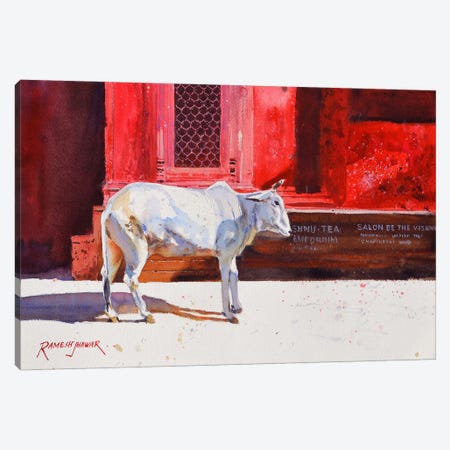 Benares Cow Canvas Print #RHJ7} by Ramesh Jhawar Canvas Artwork
