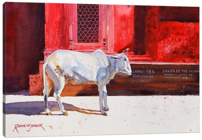 Benares Cow Canvas Art Print - Ramesh Jhawar