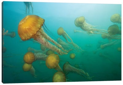 Pacific Sea Nettle Group, Monterey Bay, Monterey, California Canvas Art Print - Underwater Art