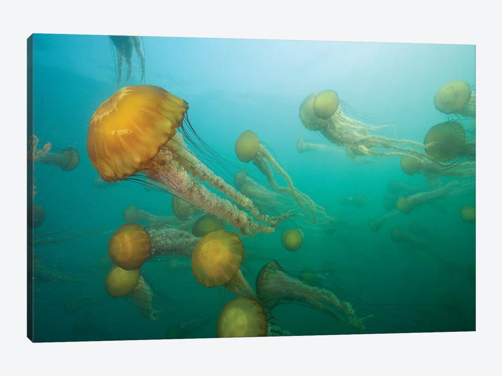 Pacific Sea Nettle Group, Monterey Bay, Monterey, California by Richard Herrmann 1-piece Canvas Art