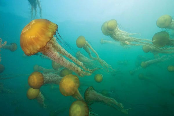 Monterey: Pacific Sea Nettle Group, Monterey Bay, Monterey, California by Richard Herrmann