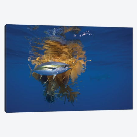 Yellowfin Tuna And Blue Marlin Beside Floating Kelp, Nine Mile Bank, San Diego, California Canvas Print #RHM2} by Richard Herrmann Canvas Art