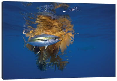 Yellowfin Tuna And Blue Marlin Beside Floating Kelp, Nine Mile Bank, San Diego, California Canvas Art Print - Underwater Art