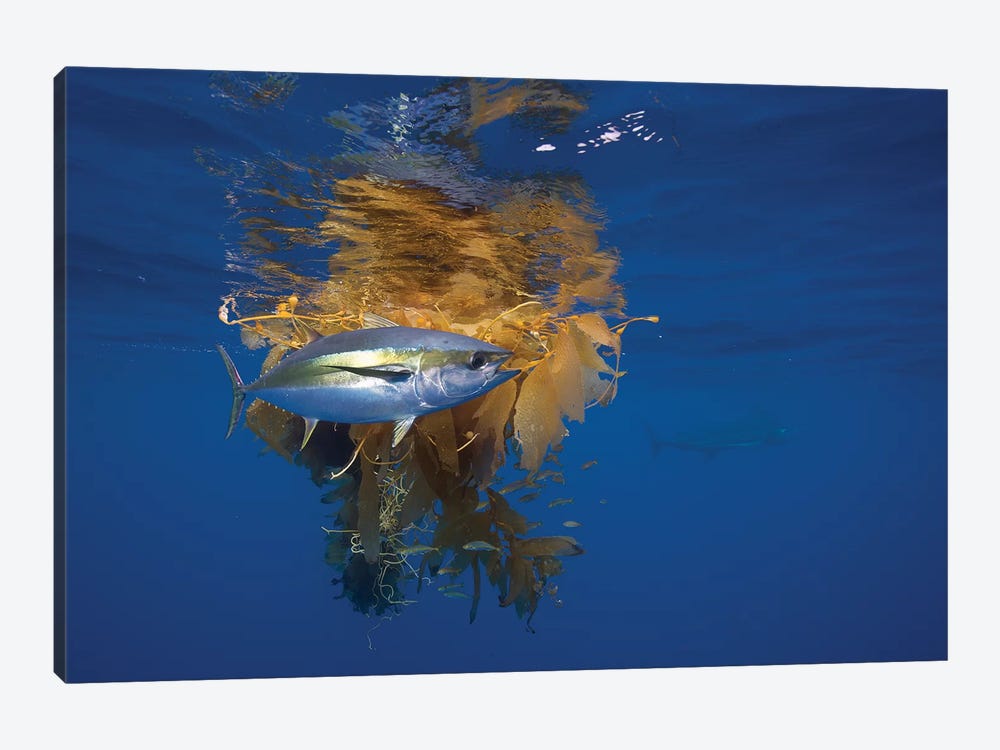 Yellowfin Tuna And Blue Marlin Beside Floating Kelp, Nine Mile Bank, San Diego, California by Richard Herrmann 1-piece Canvas Art Print