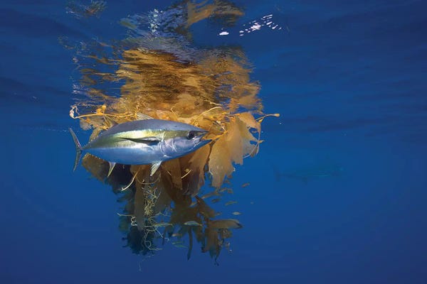 Fish: Yellowfin Tuna And Blue Marlin Beside Floating Kelp, Nine Mile Bank, San Diego, California by Richard Herrmann