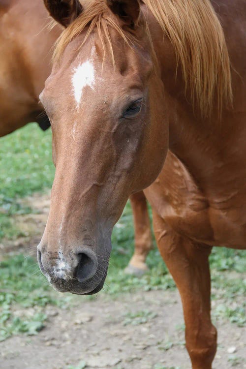 American Quarter Horse  - Foothills, Alberta, Canada by Ramona Heiner wall art