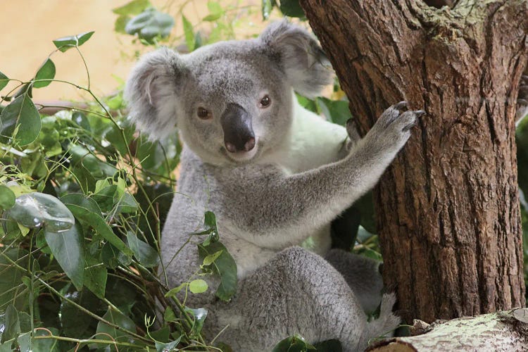 Koala  - Zoo Dresden, Saxony, Germany