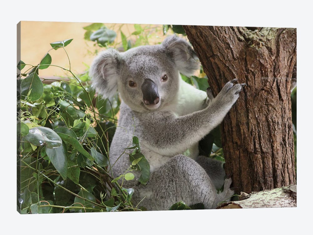 Koala  - Zoo Dresden, Saxony, Germany by Ramona Heiner 1-piece Art Print