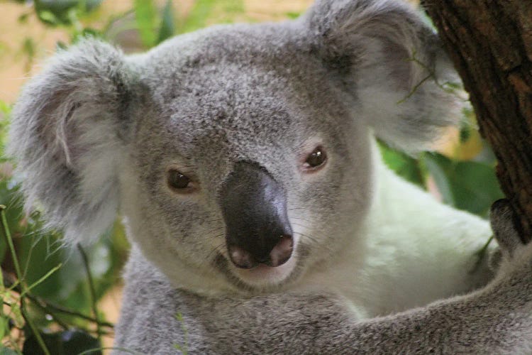 Koala  - Close-Up - Zoo Dresden, Saxony, Germany