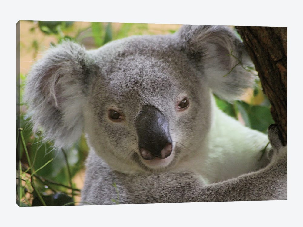 Koala  - Close-Up - Zoo Dresden, Saxony, Germany by Ramona Heiner 1-piece Canvas Art