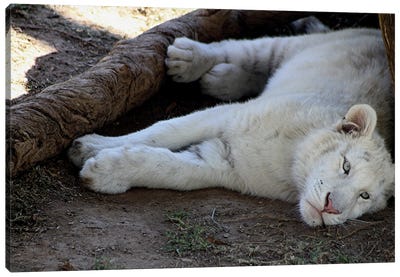 White African Lion  - Lioness - Cango Wildlife Ranch, Oudtshoorn, South Africa Canvas Art Print - South Africa