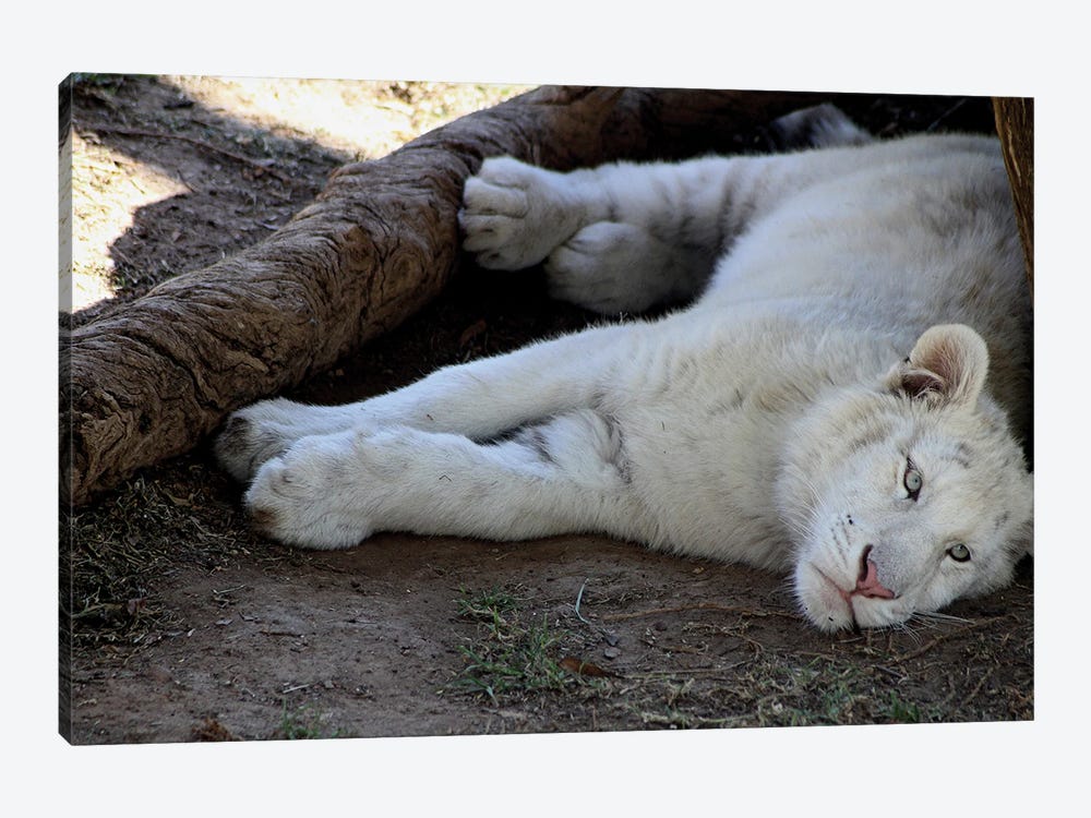 White African Lion  - Lioness - Cango Wildlife Ranch, Oudtshoorn, South Africa by Ramona Heiner 1-piece Canvas Print