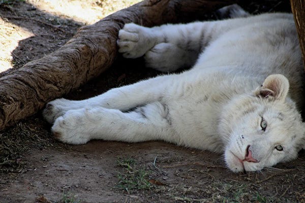 Ramona Heiner: White African Lion  - Lioness - Cango Wildlife Ranch, Oudtshoorn, South Africa by Ramona Heiner