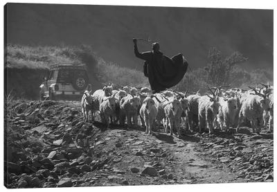 "The Shepherd" -Shepherd Walking A Sheep Herd Down The Sani Pass Trail - Sani Pass, Lesotho, Southern Africa Canvas Art Print - Art by Native American & Indigenous Artists