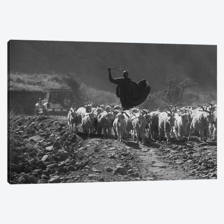 "The Shepherd" -Shepherd Walking A Sheep Herd Down The Sani Pass Trail - Sani Pass, Lesotho, Southern Africa Canvas Print #RHR115} by Ramona Heiner Canvas Art Print