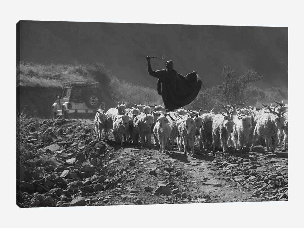 "The Shepherd" -Shepherd Walking A Sheep Herd Down The Sani Pass Trail - Sani Pass, Lesotho, Southern Africa by Ramona Heiner 1-piece Canvas Wall Art