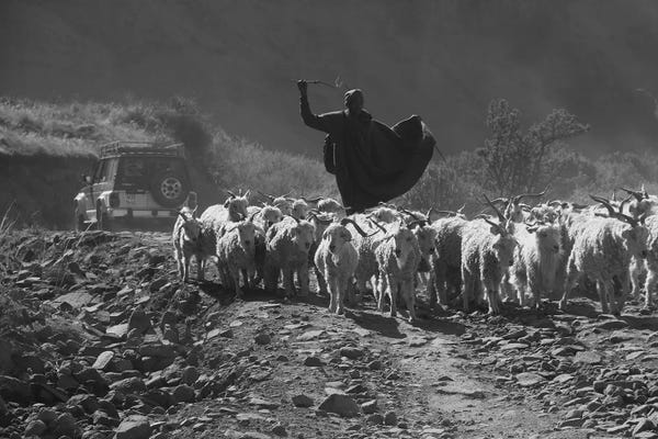 Ramona Heiner: "The Shepherd" -Shepherd Walking A Sheep Herd Down The Sani Pass Trail - Sani Pass, Lesotho, Southern Africa by Ramona Heiner