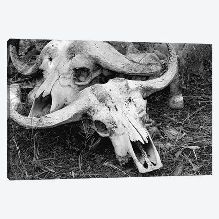African Cape Buffalo - Skull And Horn - Kyambura Gorge, Queen Elizabeth National Park, Uganda, East Africa Canvas Print #RHR117} by Ramona Heiner Canvas Print