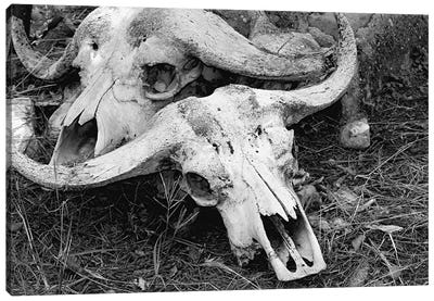 African Cape Buffalo - Skull And Horn - Kyambura Gorge, Queen Elizabeth National Park, Uganda, East Africa Canvas Art Print