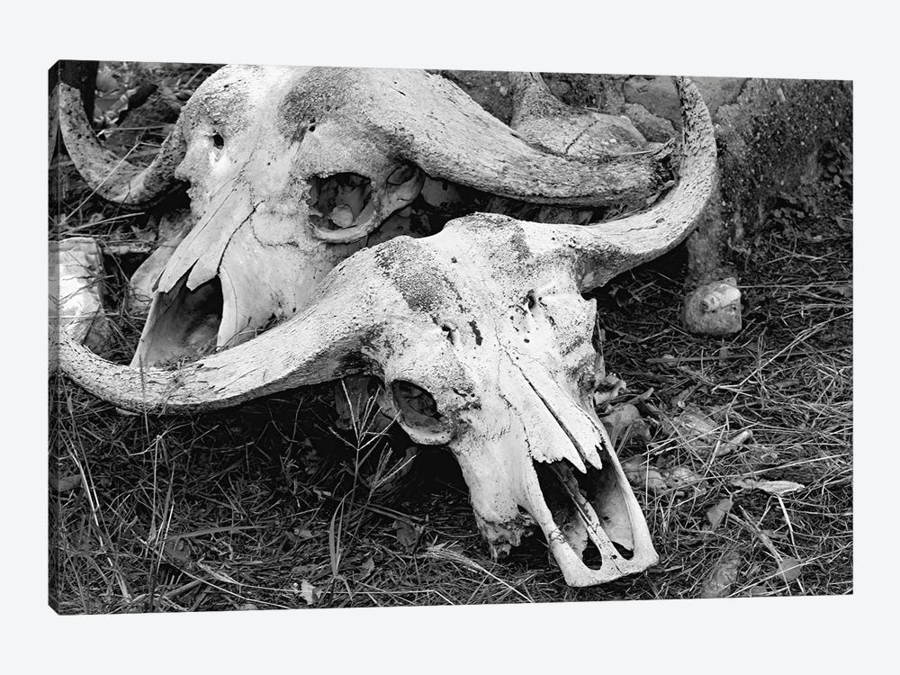 African Cape Buffalo - Skull And Horn - Kyambura Gorge, Queen Elizabeth National Park, Uganda, East Africa by Ramona Heiner 1-piece Canvas Wall Art
