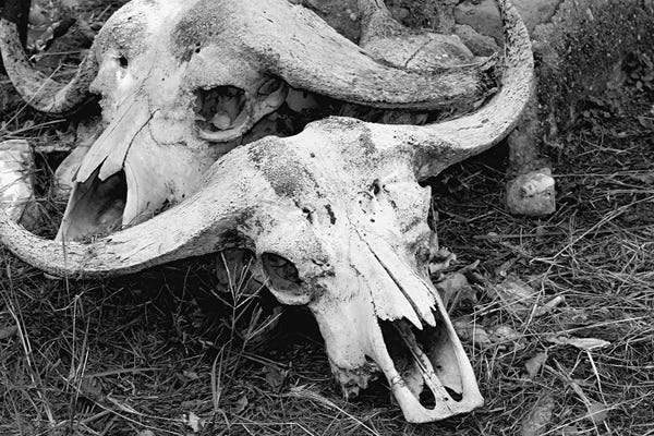 Ramona Heiner: African Cape Buffalo - Skull And Horn - Kyambura Gorge, Queen Elizabeth National Park, Uganda, East Africa by Ramona Heiner