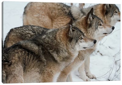 "Pack Of Wolves" - Gray Wolf  - Alberta, Canada Canvas Art Print - Ramona Heiner