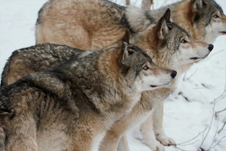 "Pack Of Wolves" - Gray Wolf  - Alberta, Canada