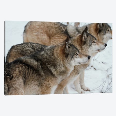 "Pack Of Wolves" - Gray Wolf  - Alberta, Canada Canvas Print #RHR121} by Ramona Heiner Canvas Art Print