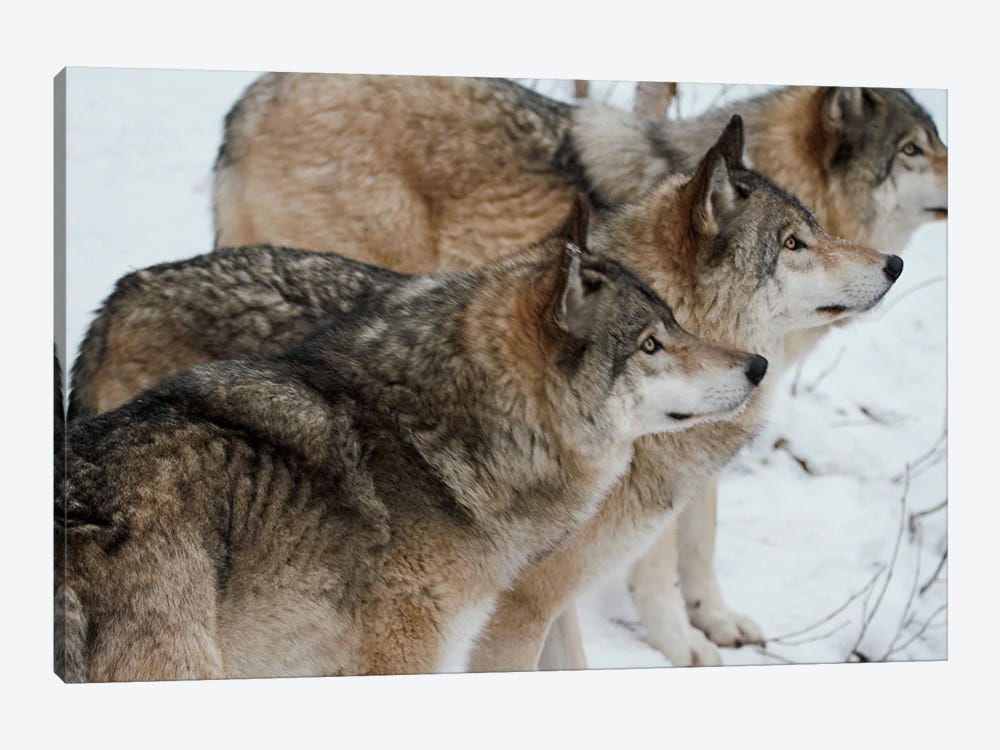 "Pack Of Wolves" - Gray Wolf  - Alberta, Canada by Ramona Heiner 1-piece Canvas Print