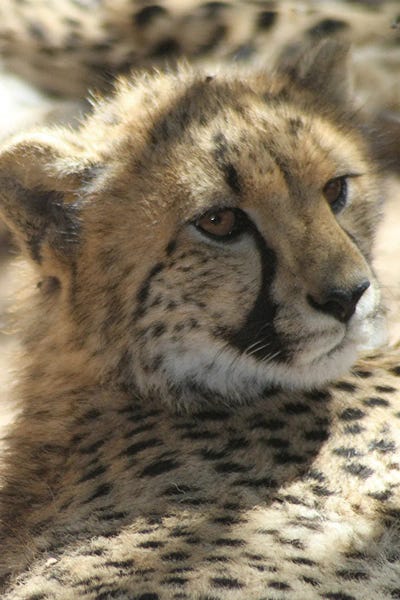 Cheetah  - Cango Wildlife Ranch, Oudtshoorn, South Africa by Ramona Heiner art print