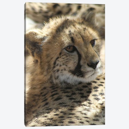Cheetah  - Cango Wildlife Ranch, Oudtshoorn, South Africa Canvas Print #RHR122} by Ramona Heiner Canvas Print