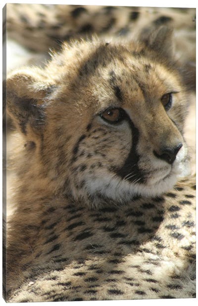 Cheetah  - Cango Wildlife Ranch, Oudtshoorn, South Africa Canvas Art Print - Ramona Heiner