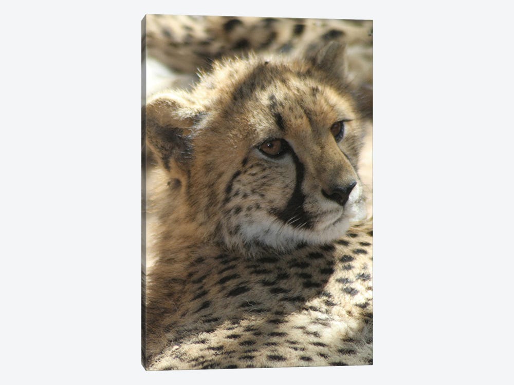 Cheetah  - Cango Wildlife Ranch, Oudtshoorn, South Africa by Ramona Heiner 1-piece Canvas Artwork