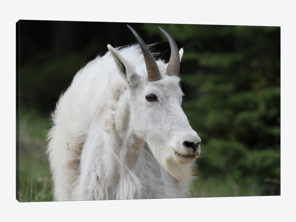 Mountain Goat  - Jasper National Park, Alberta, Canada by Ramona Heiner 1-piece Art Print