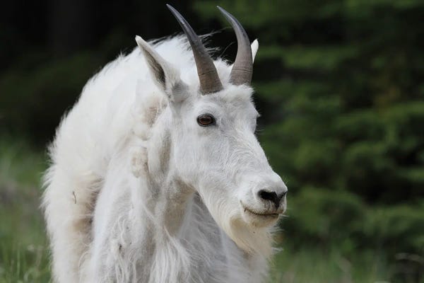 Jasper National Park: Mountain Goat  - Jasper National Park, Alberta, Canada by Ramona Heiner
