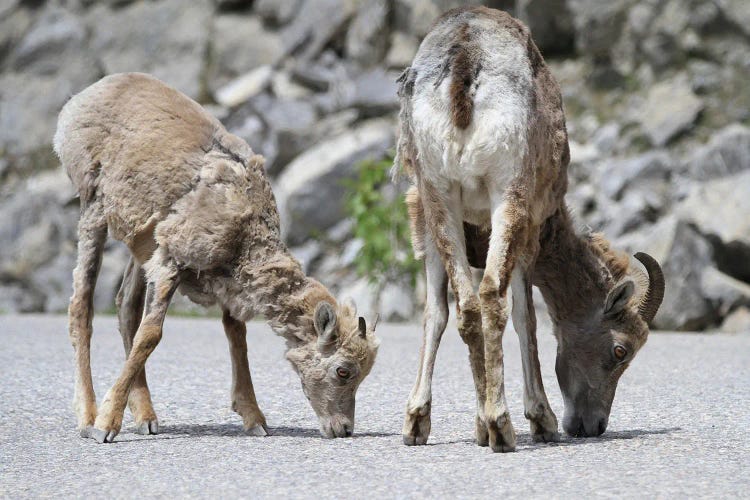 Bighorn Sheep  - Jasper, Jasper National Park, Alberta, Canada