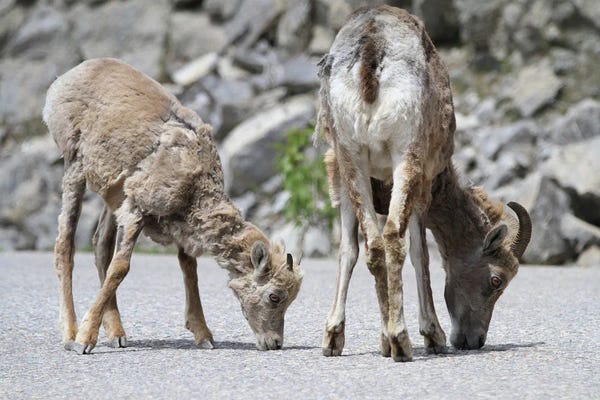 Ramona Heiner: Bighorn Sheep  - Jasper, Jasper National Park, Alberta, Canada by Ramona Heiner