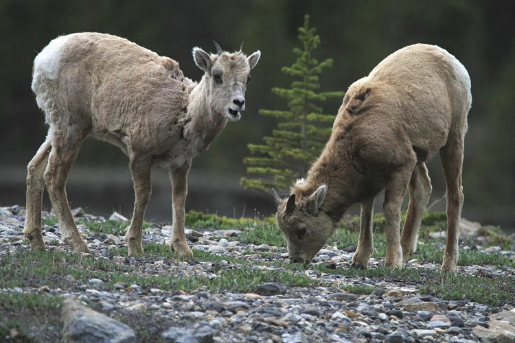 Rocky Mountain Bighorn Sheep  - Young Ewes - Jasper National Park, Alberta, Canada