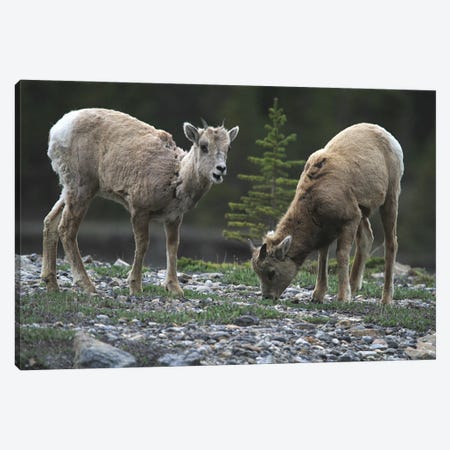 Rocky Mountain Bighorn Sheep  - Young Ewes - Jasper National Park, Alberta, Canada Canvas Print #RHR127} by Ramona Heiner Canvas Wall Art