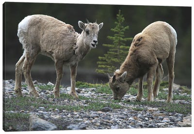 Rocky Mountain Bighorn Sheep  - Young Ewes - Jasper National Park, Alberta, Canada Canvas Art Print - Art by Native American & Indigenous Artists