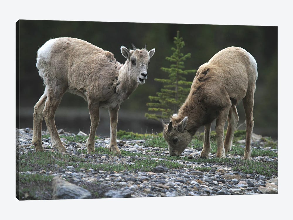 Rocky Mountain Bighorn Sheep  - Young Ewes - Jasper National Park, Alberta, Canada by Ramona Heiner 1-piece Canvas Art Print