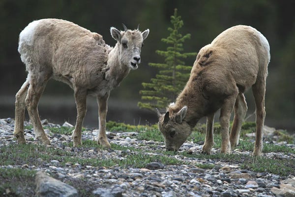 Jasper National Park: Rocky Mountain Bighorn Sheep  - Young Ewes - Jasper National Park, Alberta, Canada by Ramona Heiner