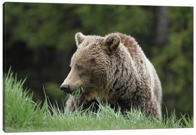 Grizzly Bear  - Eating Grass- Bow Lake, Banff National Park, Alberta, Canada Canvas Art Print - Grizzly Bear Art