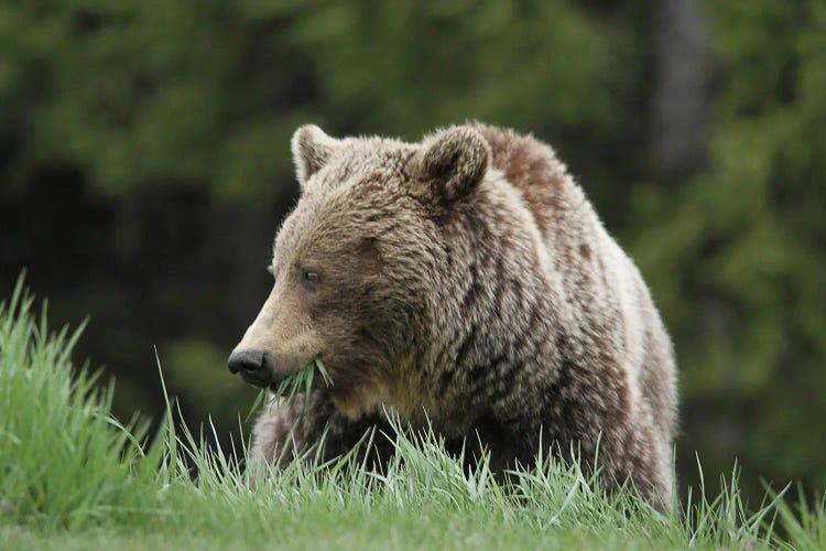 Grizzly Bear  - Eating Grass- Bow Lake, Banff National Park, Alberta, Canada